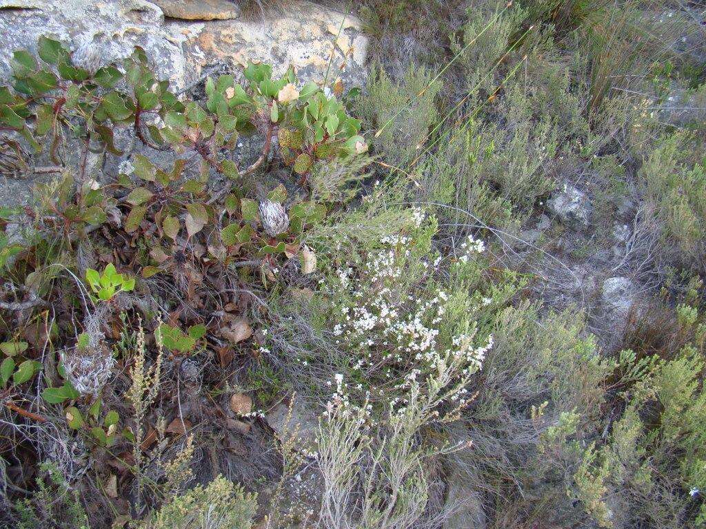 Image of Erica denticulata var. denticulata