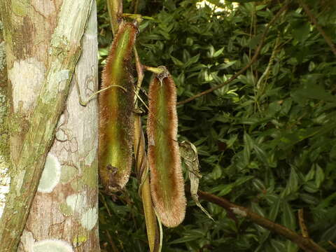 Plancia ëd Mucuna pruriens var. pruriens