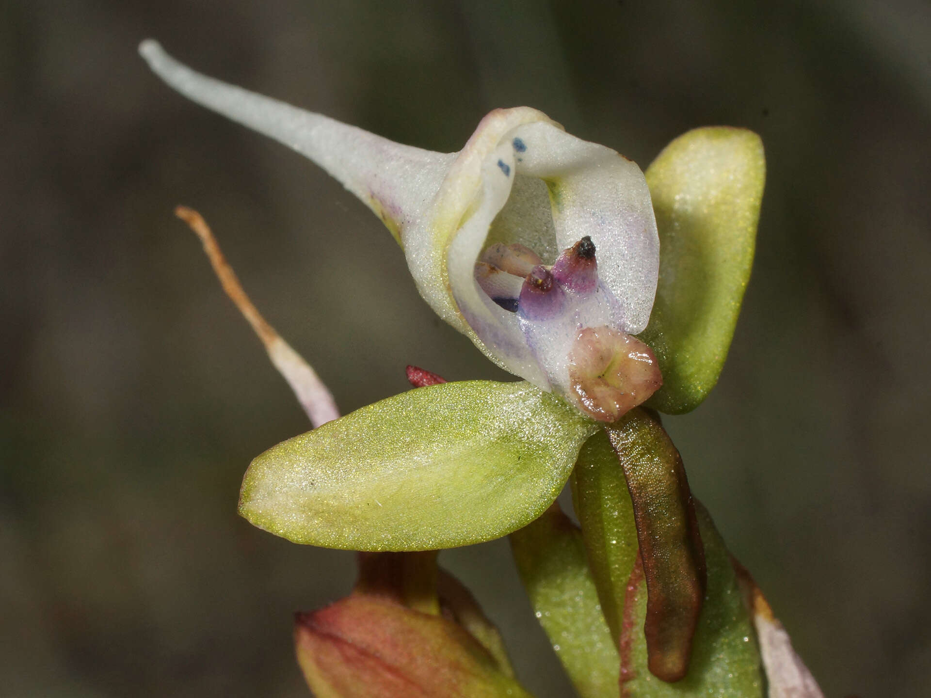 Image of Disa ovalifolia Sond.