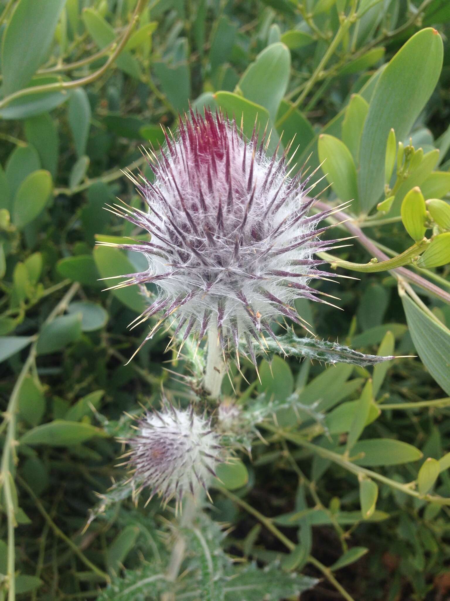 Imagem de Cirsium occidentale var. occidentale