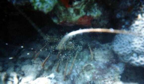 Image of Guinea Chick Lobster