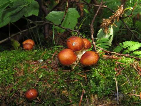 Imagem de Pholiota lubrica (Pers.) Singer 1951