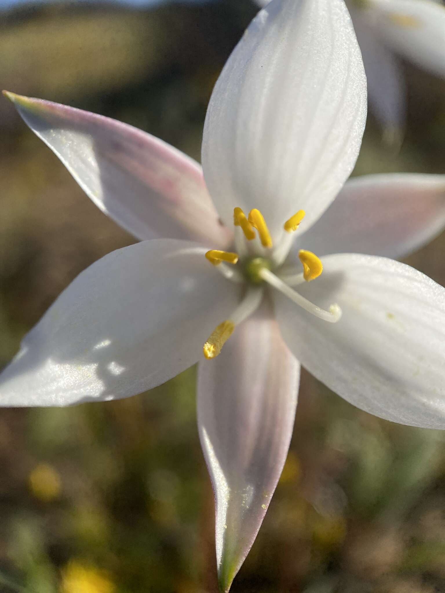 Image of Cyanella alba subsp. alba