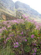 Слика од Pelargonium cucullatum subsp. tabulare B. Volschenk