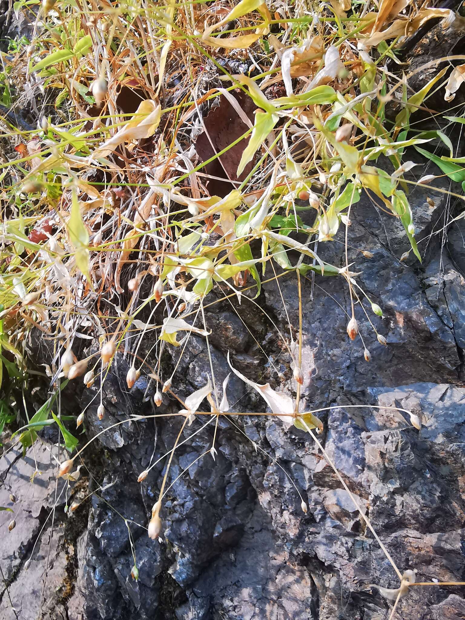 Image of Stellaria fenzlii Regel