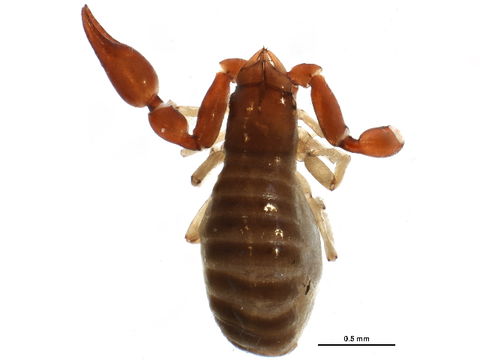 Image of Neobisiidae