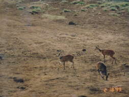 Image of Tragelaphus sylvaticus