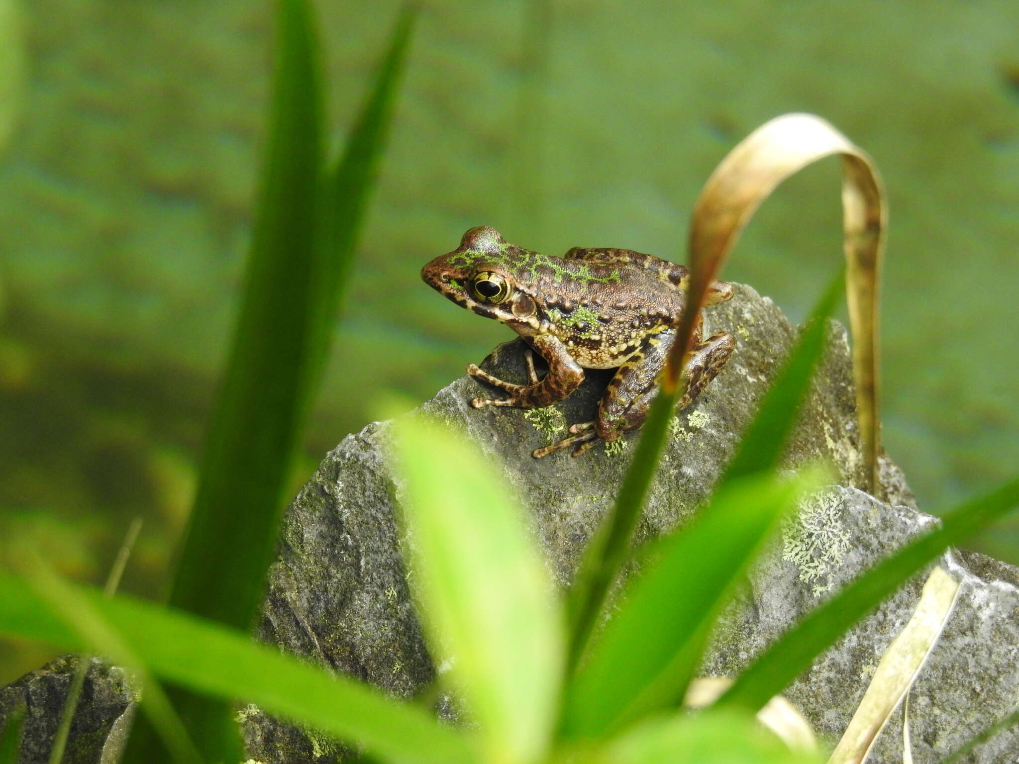 Image de Odorrana huanggangensis Chen, Zhou & Zheng 2010