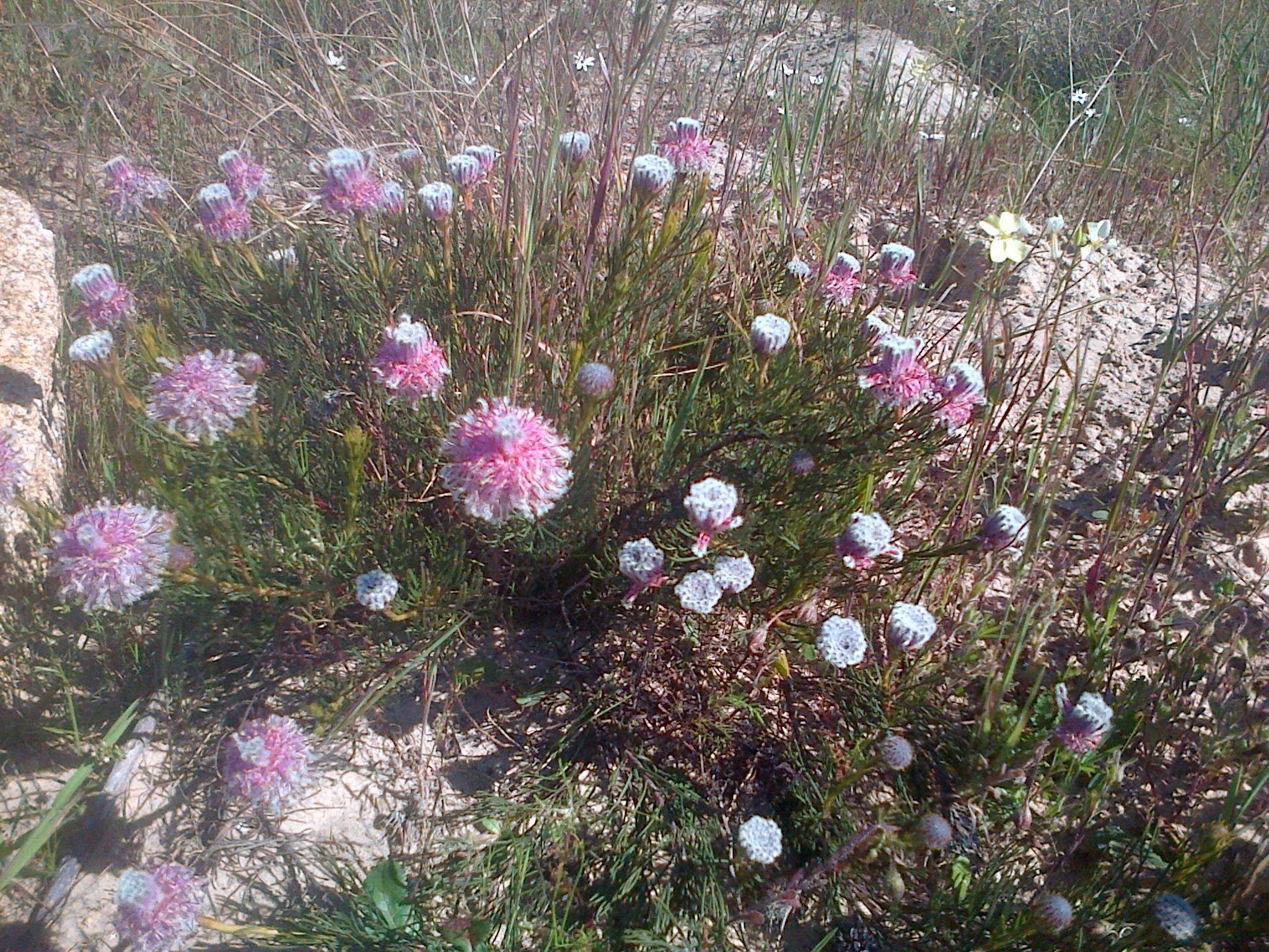 Image of Kraaifontein Spiderhead