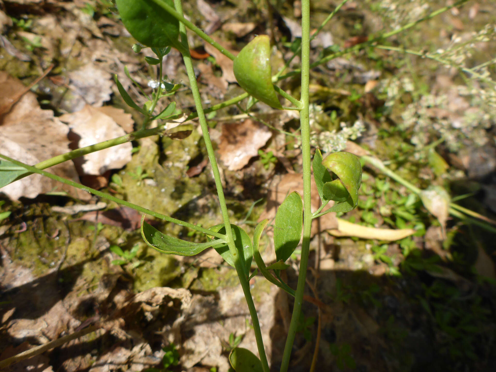 Image of broadleaved pepperweed