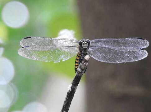 Image of Lyriothemis elegantissima Selys 1883