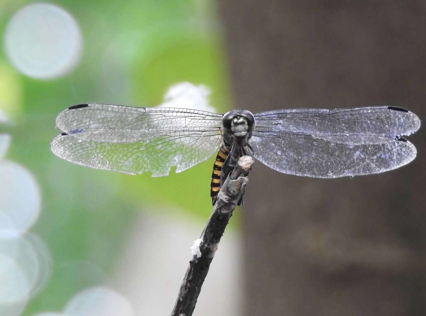 Image of Lyriothemis elegantissima Selys 1883