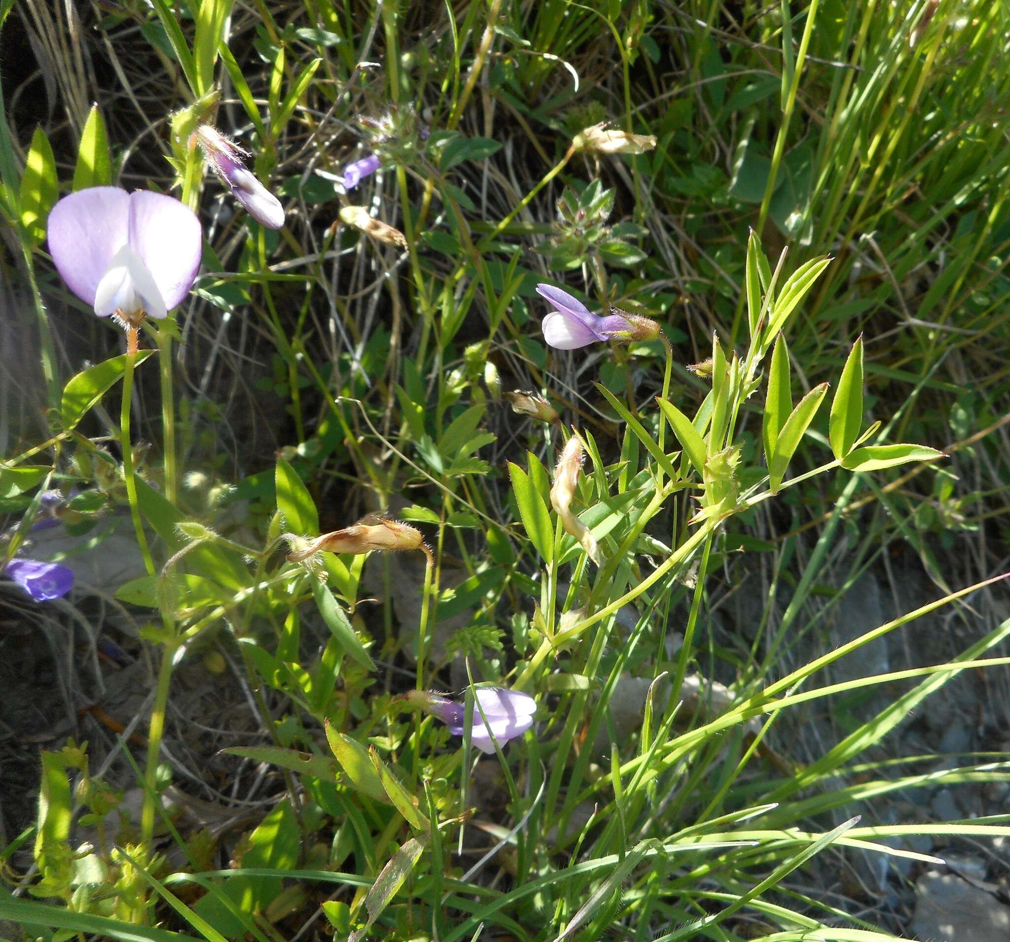 Слика од Vicia bithynica (L.) L.