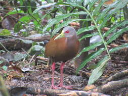 Image of Brown Wood Rail