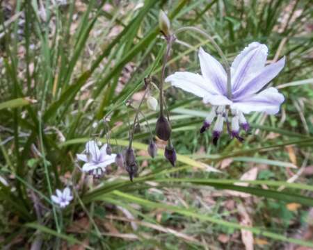 Image of Arthropodium milleflorum (Redouté) J. F. Macbr.