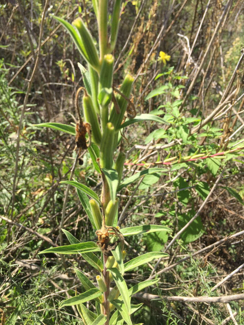 Oenothera elata Kunth的圖片