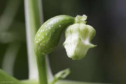 صورة Hanburia oerstedii (Cogn.) H. Schaef. & S. S. Renner