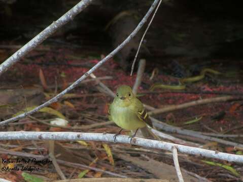 Image of Yellow-bellied Flycatcher