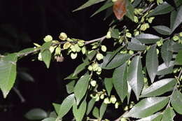 Imagem de Ulmus parvifolia Jacq.