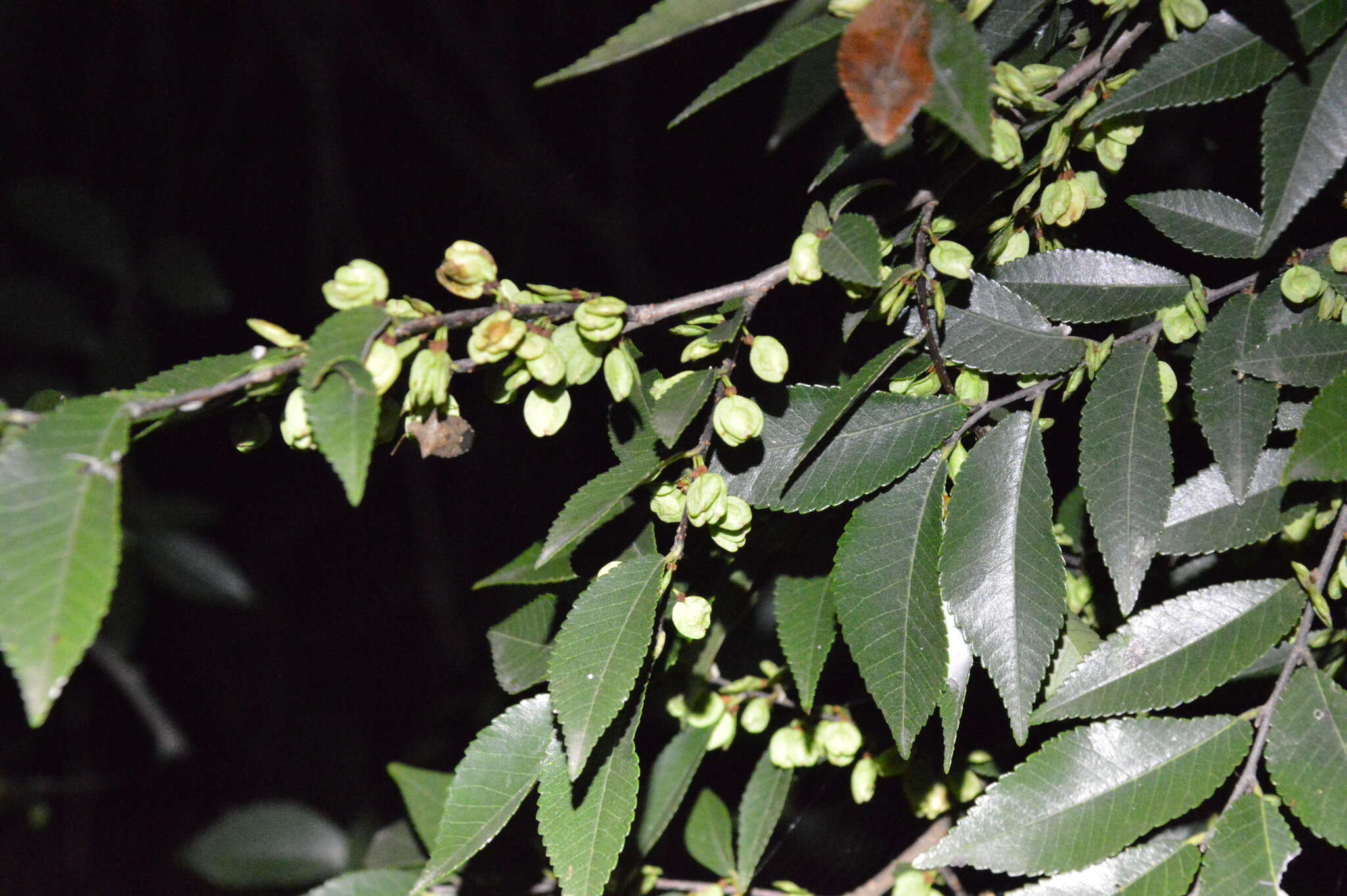 Imagem de Ulmus parvifolia Jacq.