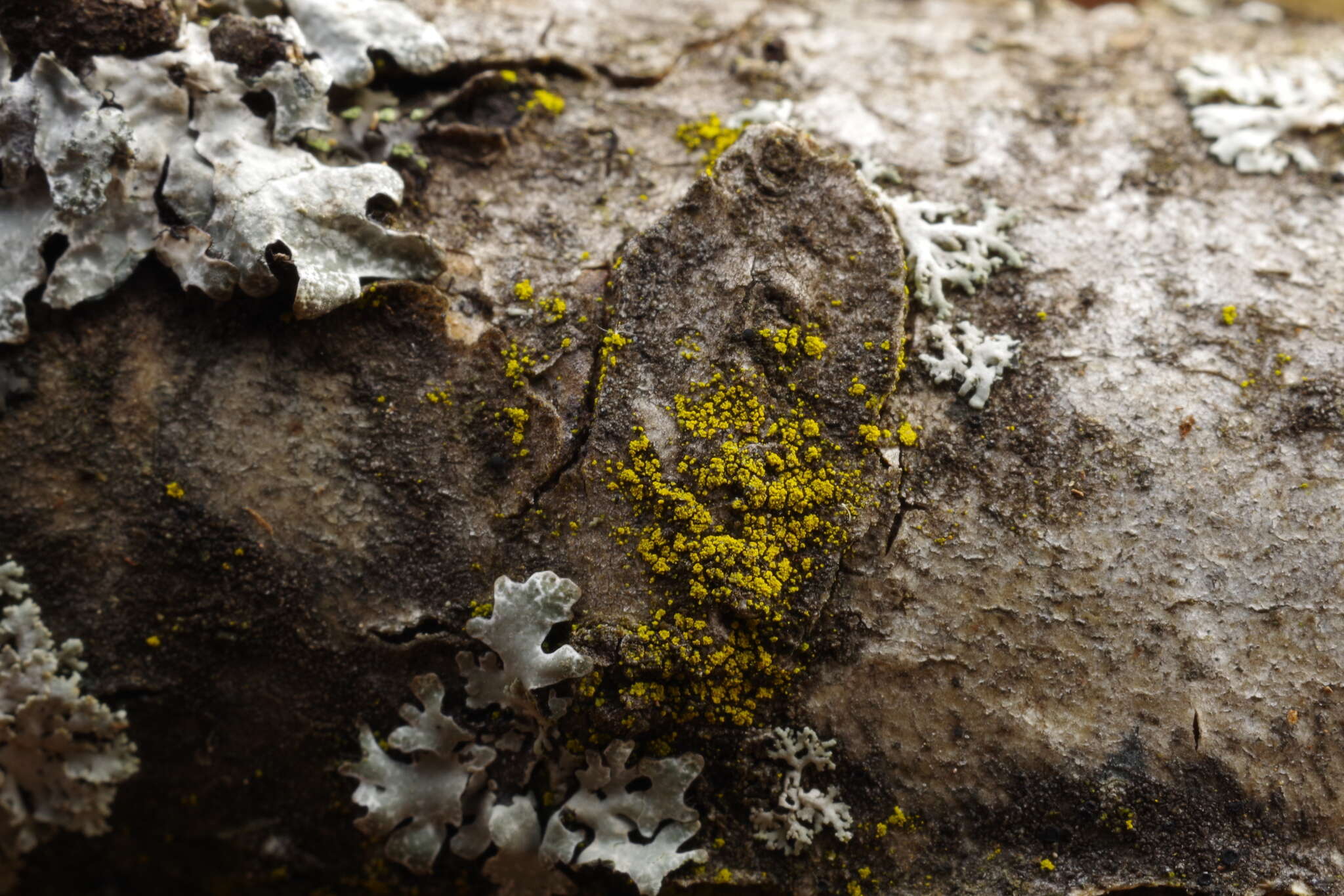 Imagem de Candelariella efflorescens R. C. Harris & W. R. Buck