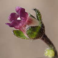 Image of Cynoglossum hispidum Thunb.