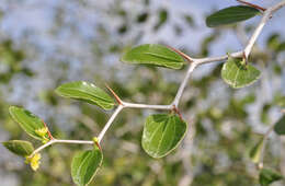 Image of Ziziphus lotus subsp. lotus