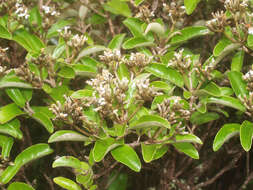 Olearia furfuracea (A. Rich. & Lesson) Hook. fil. resmi