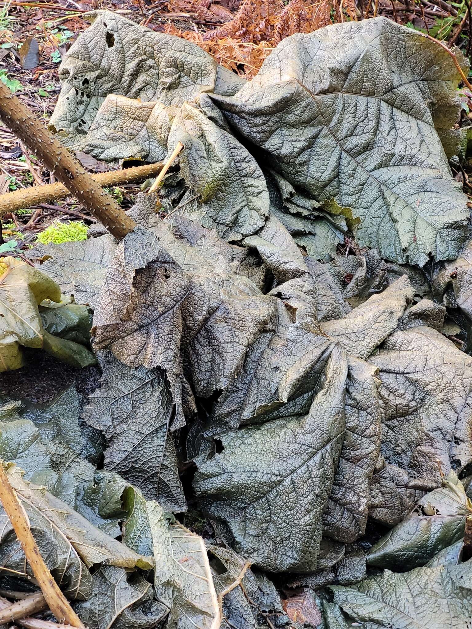 Image of giant rhubarb