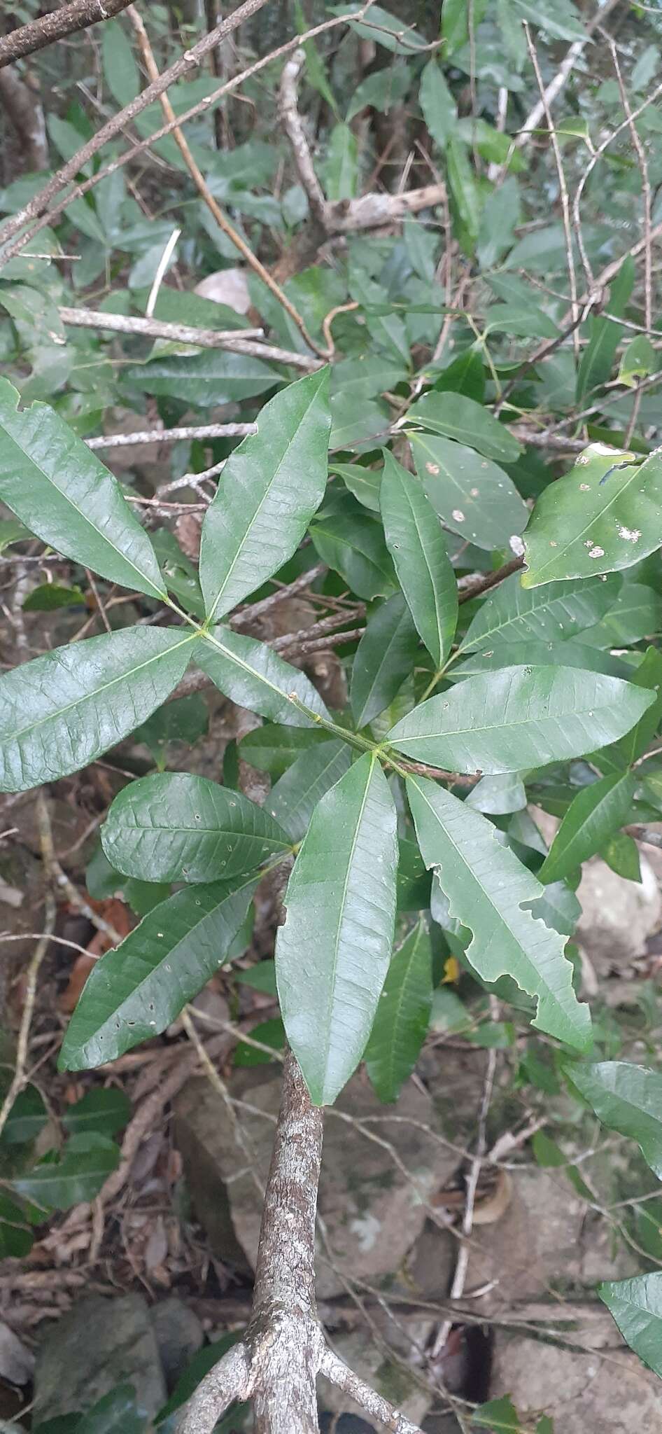 Sivun Bouchardatia neurococca (F. Müll.) Baillon kuva