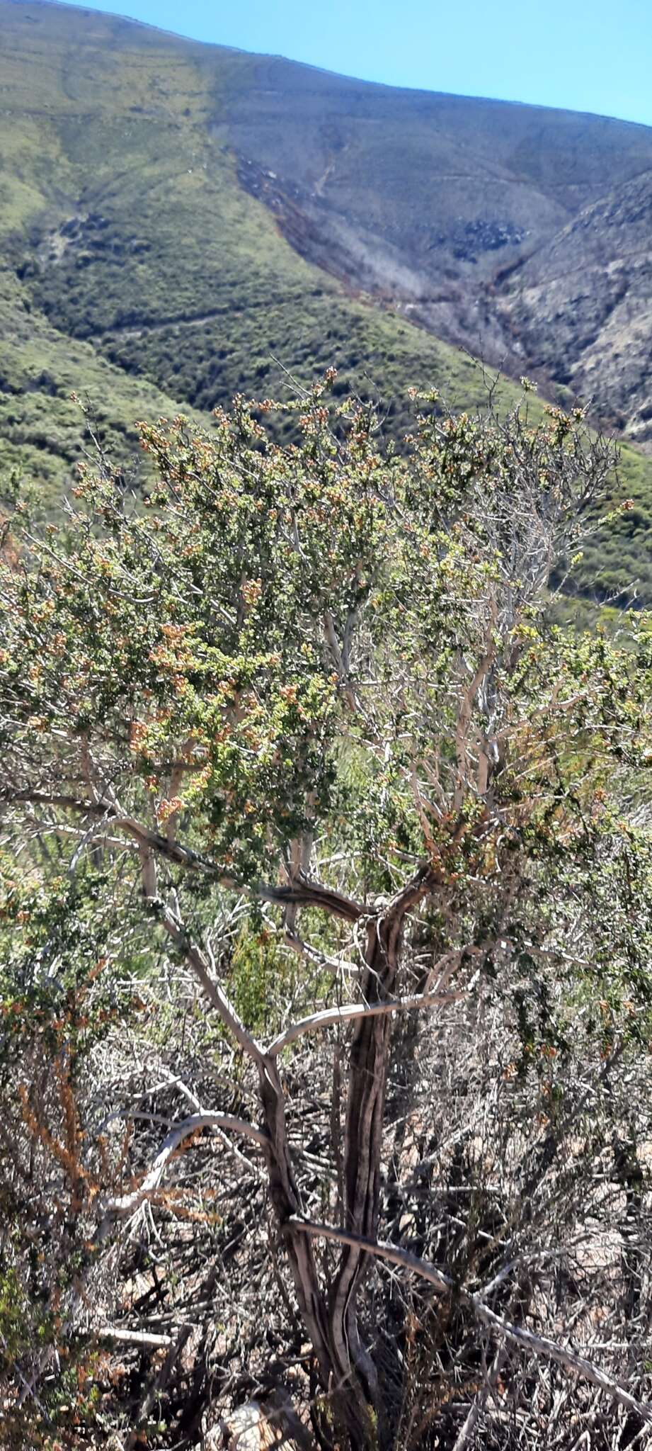 Image of Ceanothus bolensis S. Boyd & J. E. Keeley