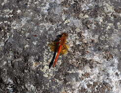 Image of Yellow-winged Darter