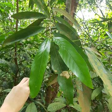 Image of Litsea accedens (Bl.) Boerl.