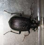 Imagem de Calosoma (Castrida) sayi Dejean 1826