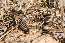 Image of Psammodromus occidentalis Fitze, Gonzalez-jimena, San-jose, San Mauro & Zardoya 2012