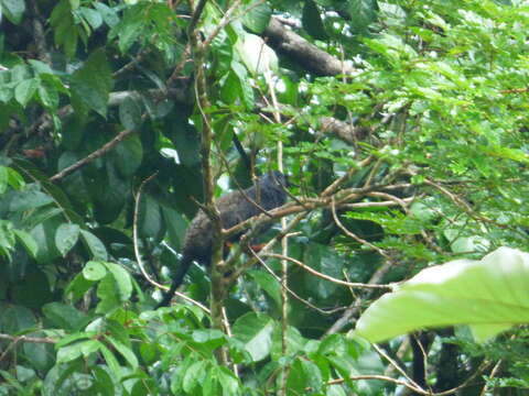 Image of Golden-handed Tamarin