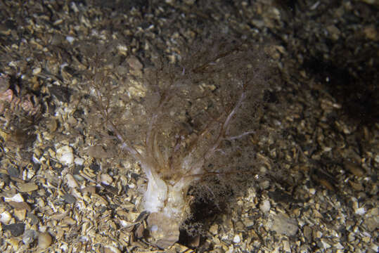 Image of gravel sea cucumber