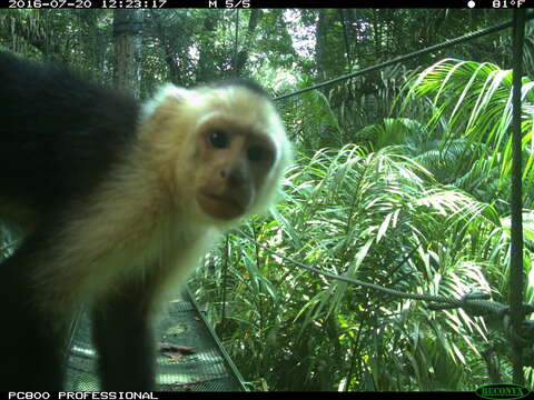 Image of Panama capuchin monkey