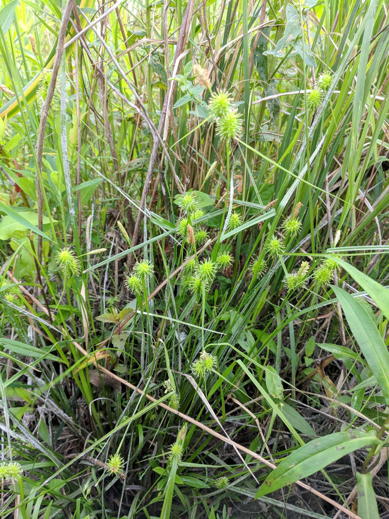 Image of greenstar sedge