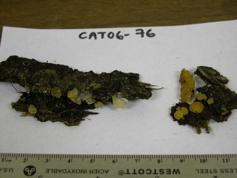 Image of <i>Dacrymyces palmatus</i>