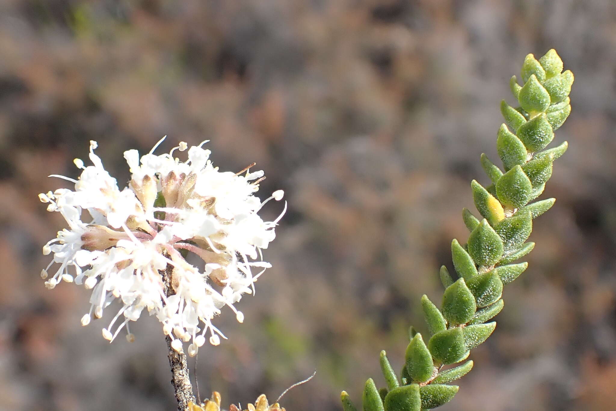 Image of Agathosma roodebergensis Compton