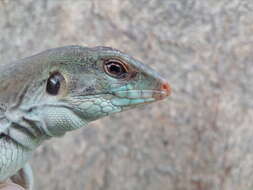 Image of Ameiva bifrontata divisa (Fischer 1879)