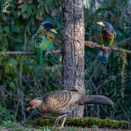 Image of Great Barbet