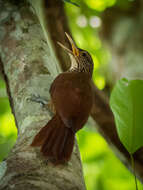 Image of Zimmer's Woodcreeper