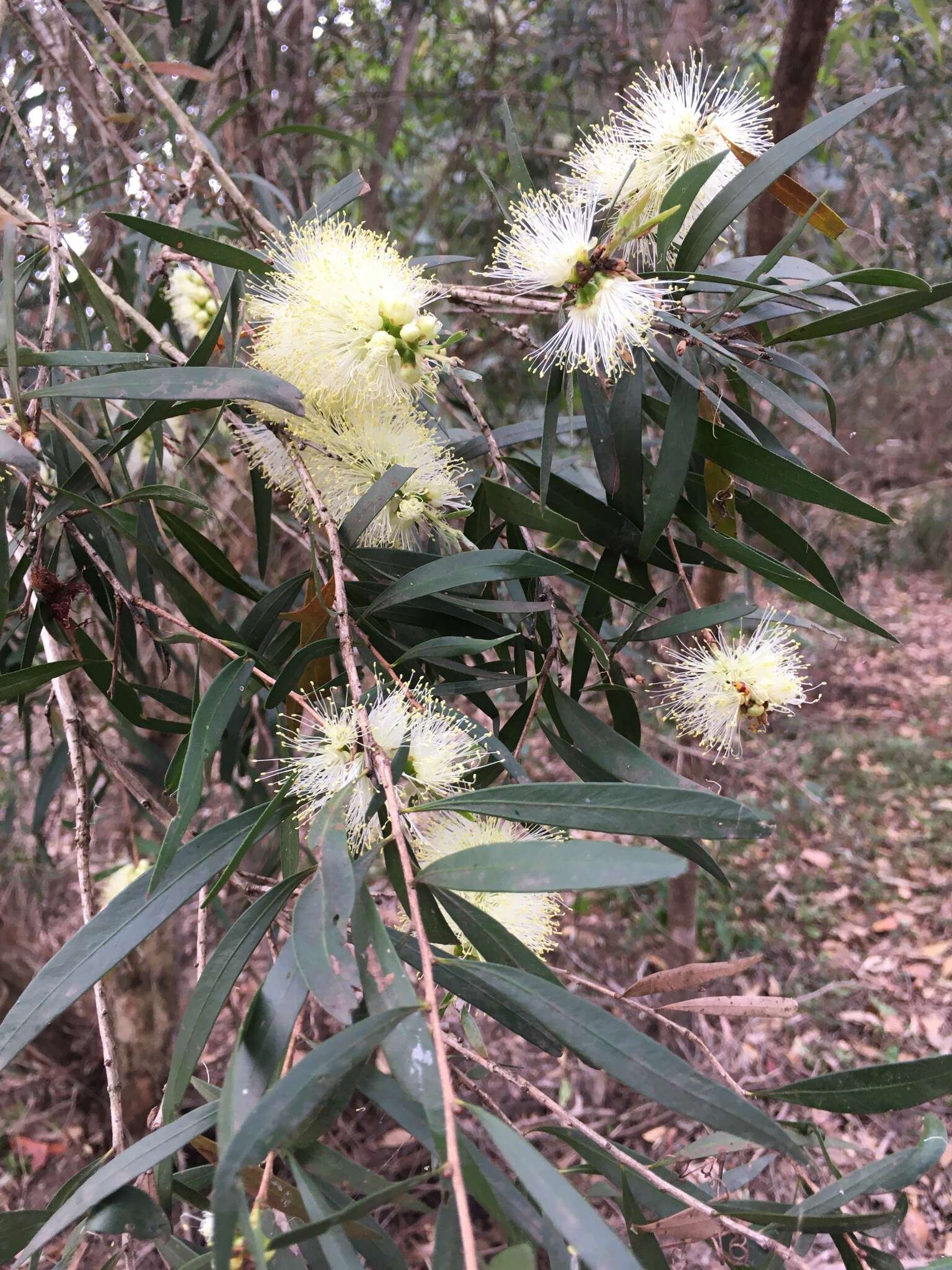 Plancia ëd Callistemon salignus (Sm.) Colv. ex Sweet