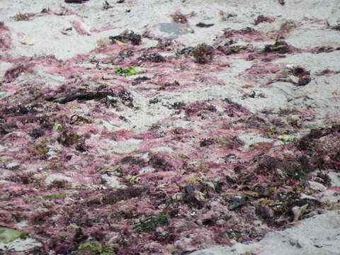 Image of Red alga