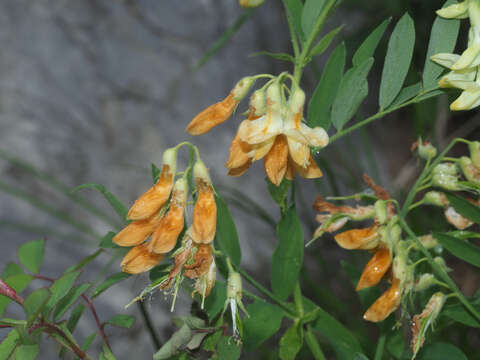 Lathyrus laevigatus subsp. occidentalis (Fisch. & C. A. Mey.) Breistr. resmi