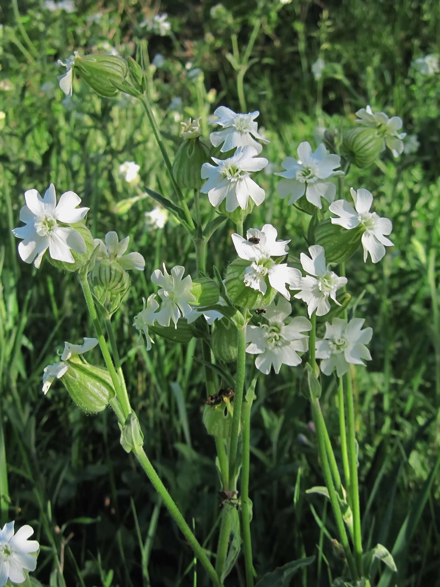 Imagem de Silene latifolia subsp. latifolia