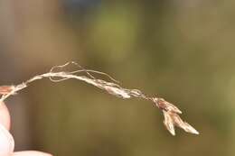 Image of slender Indiangrass