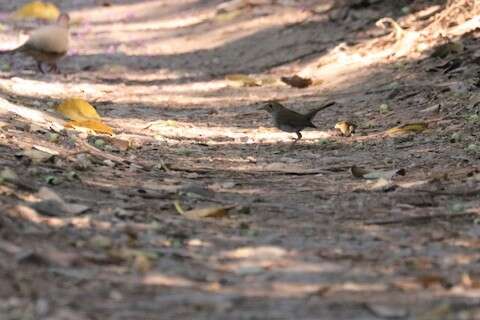 Image of Orange-billed Nightingale-Thrush